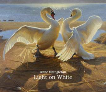 Anne Shingleton  Light on White Anne Shingleton Light on White