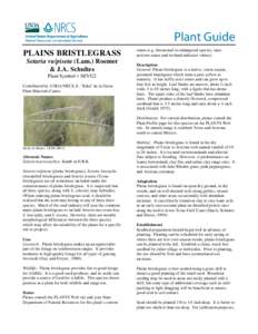 Plains Bristlegrass Plant Guide