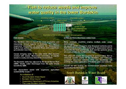 Fish to reduce weeds and improve water quality in the lower Burdekin