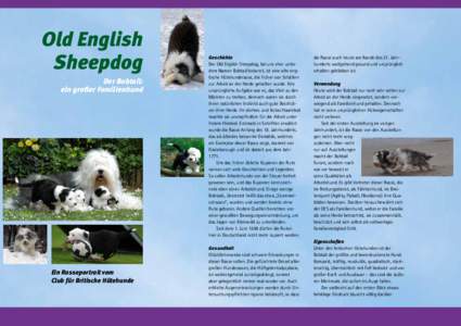 Old English Sheepdog Der Bobtail: ein großer Familienhund  Ein Rasseportrait vom