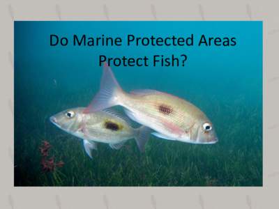 Do Marine Protected Areas Protect Fish? Why do we set up MPAs? • To protect – Areas  Managaha Island