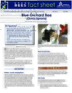 Blue Orchard Bee (Osmia lignaria)