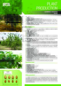 PLANT PRODUCTION ALMONDS VARIETIES VAIRO • Synonym: “Vayro” • Breeders’ reference: IRTAMB-A21-323.