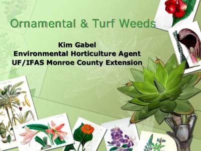 Ornamental & Turf Weeds Kim Gabel Environmental Horticulture Agent UF/IFAS Monroe County Extension  What is a weed?