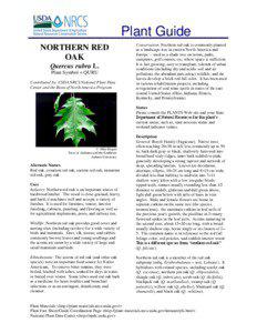 Plant Guide NORTHERN RED OAK
