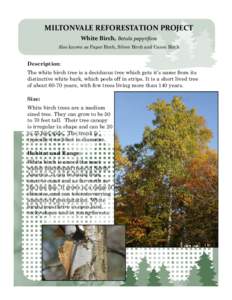 MILTONVALE REFORESTATION PROJECT White Birch, Betula papyrifora Also known as Paper Birch, Silver Birch and Canoe Birch Description: The white birch tree is a deciduous tree which gets it’s name from its