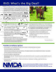 BVD: What’s the Big Deal? Bovine Viral Diarrhea (BVD) is a viral disease that may cause multiple clinical symptoms. Persistently infected (PI) carriers continually shed the virus, which can affect the health of other c