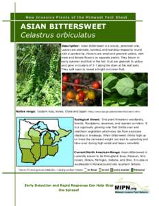 New Invasive Plants of the Midwest Fact Sheet  ASIAN BITTERSWEET Celastrus orbiculatus Description: Asian Bittersweet is a woody, perennial vine. Leaves are alternate, toothed, and teardrop-shaped to round