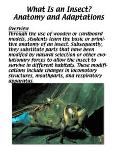 Title What Is an Insect? Anatomy and Adaptations Basic parts are marked with an A; parts that allow the constructed insect to adapt are