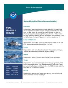 Science, Service, Stewardship  Striped Dolphin (Stenella coeruleoalba) Description  NOAA