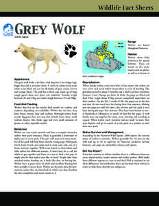 Grey Wolf  Wildlife Fact Sheets Canis lupus