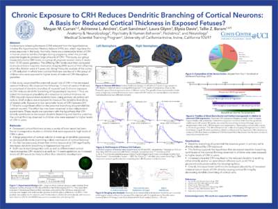 pCRH, Neuron, BBB development