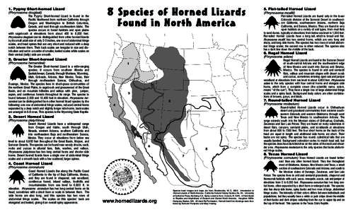 Horned lizard / Desert horned lizard / Roundtail Horned Lizard / Flat-tail Horned Lizard / Greater short-horned lizard / Texas horned lizard / Coast horned lizard / Pigmy short-horned lizard / Regal Horned Lizard / Herpetology / Fauna of the United States / Zoology