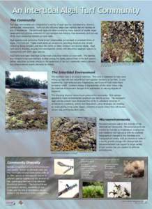 An Intertidal Algal Turf Community The Community Turf algal communities are comprised of a variety of algal species, cyanobacteria, diatoms, detritus and micrograzers. Turfs not only influence large-scale habitats but ar