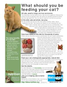 What should you be feeding your cat? All cats, small or large, are true carnivores. This means they must eat meat to survive. Cats cannot be vegetarians. Because they evolved to fill this top predator niche, their bodies