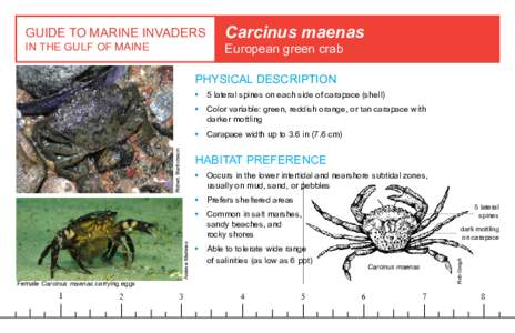 GUIDE TO MARINE INVADERS IN THE GULF OF MAINE Carcinus maenas European green crab