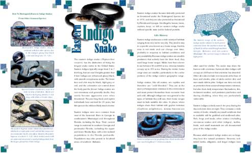 Eastern indigo snakes became federally protected as threatened under the Endangered Species Act in 1978, and they are also protected as threatened by Florida and Georgia. It is illegal to harass, harm, capture, keep, or 