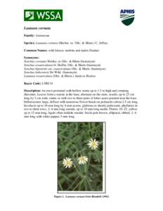 Launaea cornuta Family: Asteraceae Species: Launaea cornuta (Hochst. ex Oliv. & Hiern.) C. Jeffrey Common Names: wild lettuce; moleita and malot (Sudan) Synonyms: Sonchus cornutus Hochst. ex Oliv. & Hiern (basionym)