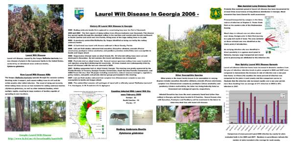 Man Assisted Long Distance Spread? Probable Man assisted spread of laurel wilt disease has been documented for Laurel Wilt Disease In Georgiaat least three occurrences of long distance distribution in Georgia. W