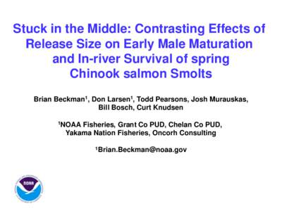 Stuck in the Middle: Contrasting Effects of Release Size on Early Male Maturation and In-river Survival of spring Chinook salmon Smolts Brian Beckman1, Don Larsen1, Todd Pearsons, Josh Murauskas, Bill Bosch, Curt Knudsen