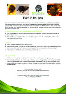 Bats in houses Bats are common throughout Australia. Bats found in houses are mostly microbats. There are many different species but they rarely exceed the size of a human hand. Some are much smaller and weigh as little 