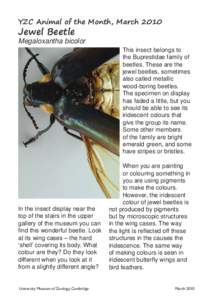 Jewel Beetle profile.indd