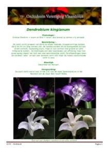 Dendrobium kingianum Etymologie : Griekse Dendron = boom en Bios = leven: dus levend op bomen vrij vertaald. Beschrijving : De plant vormt groepen van dicht op elkaar staande, knuppelvormige bulbjes die 6 tot 55 cm lang 