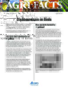 Revised AprilAgdexTrichomoniasis in Birds T