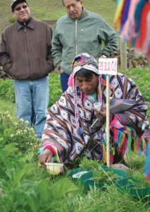14  OFFICIAL GUIDE Potato Park: Located at about an hour and a half away from Cusco, this community initiative of potato conservation and sustainable usage brings together six Quechua communities in Pisaq, who