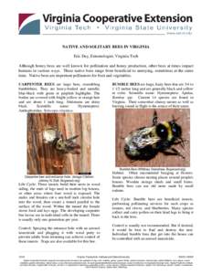 Hexapoda / Insect ecology / Hymenoptera / Xylocopinae / Beekeeping / Bee / Mason bee / Osmia lignaria / Eastern carpenter bee / Apidae / Pollinator / Honey bee