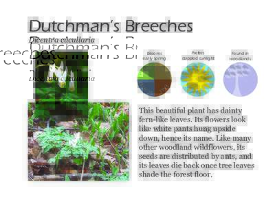 Dutchman’s Breeches Dicentra cucullaria Blooms early spring