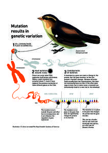Mutation results in genetic variation 1
