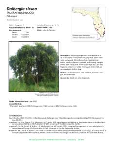 Dalbergia sissoo Indian rosewood Fabaceae Common Synonyms: none  FLEPPC Category: 2