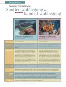 SPECIES SPOTLIGHT  Species Showdown: Spotted wobbegong vs. banded wobbegong