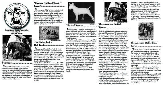 bull breeds brochure.indd
