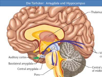 Die Türhüter: Amygdala und Hippocampus  Das neuromodulatorische System (System von Botenstoffen im Gehirn)  NORADRENALIN
