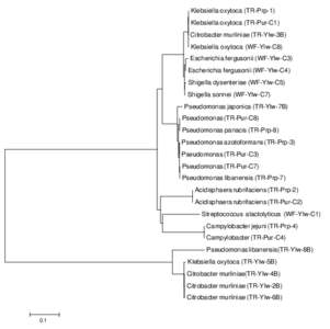 Klebsiella oxytoca (TR-Prp-1) Klebsiella oxytoca (TR-Pur-C1) Citrobacter murliniae (TR-Ylw-3B) Klebsiella oxytoca (WF-Ylw-C8) Escherichia fergusonii (WF-Ylw-C3) Escherichia fergusonii (WF-Ylw-C4)