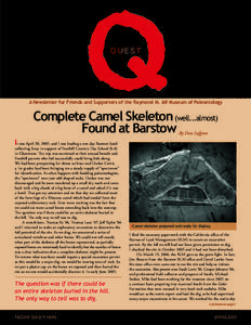 QUEST  A Newsletter for Friends and Supporters of the Raymond M. Alf Museum of Paleontology Complete Camel Skeleton (well...almost) Found at Barstow