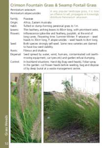 Crimson Fountain Grass & Swamp Foxtail Grass Pennisetum setaceum Pennisetum alopecuroides Family: Origin: Habit: