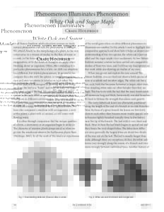 Phenomenon Illuminates Phenomenon White Oak and Sugar Maple Craig Holdrege In all Nature Institute adult education courses we study natural phenomena and also the phenomena of thought. We attend closely to the morphology