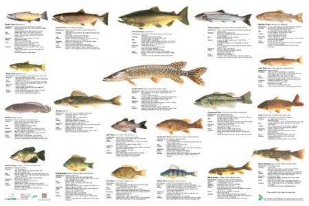 Brown Trout (German trout)  Rainbow Trout (Kamloops trout, steelhead) Identification:  golden brown colour, paler colour in the lakes Features: