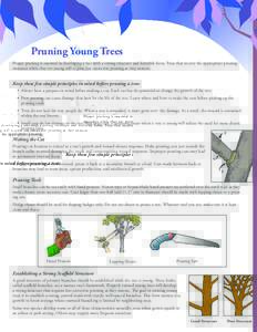 Pruning Young Trees Proper pruning is essential in developing a tree with a strong structure and desirable form. Trees that receive the appropriate pruning measures while they are young will require less corrective pruni