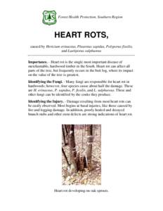 Forest Health Protection, Southern Region  HEART ROTS, caused by Hericium erinaceus, Pleurotus sapidus, Polyporus fissilis, and Laetiporus sulphureus Importance. - Heart rot is the single most important disease of