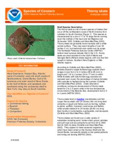 Species of Concern  Thorny skate NOAA National Marine Fisheries Service