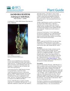 Plant Guide for Sand Bluestem, Andropogon hallii Hack.