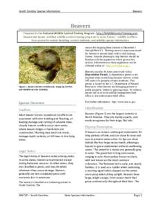 Beavers / National symbols of Canada / Fur trade / North American beaver / Beaver dam / Beaver / Mammaliaformes / Biota / Rodent / Western United States / Flow device / Eurasian beaver