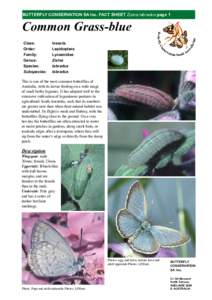 BUTTERFLY CONSERVATION SA Inc. FACT SHEET Zizina labradus page 1  Common Grass-blue Class: Order: Family:
