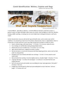 Canid Identification: Wolves, Coyotes and Dogs Adapted from Wisconsin DNR wolf and coyote photos ©David C. Olson  It can be difficult - especially at a distance - to tell the difference between a wolf and a coyote. In