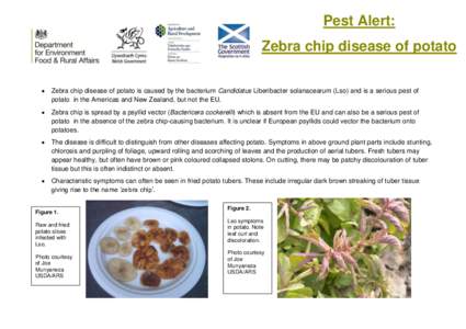 Pest Alert: Zebra chip disease of potato  Zebra chip disease of potato is caused by the bacterium Candidatus Liberibacter solanacearum (Lso) and is a serious pest of potato in the Americas and New Zealand, but not the