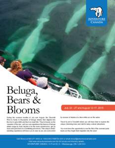 Beluga, Bears & Blooms During the summer months of July and August, the Churchill River is home to thousands of beluga whales that migrate into the river to give birth and feed on small fish. They’re known as the